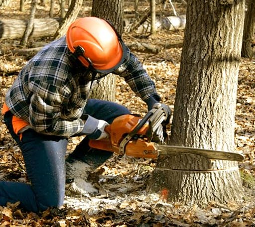 Tree Removal in Mappsville, VA